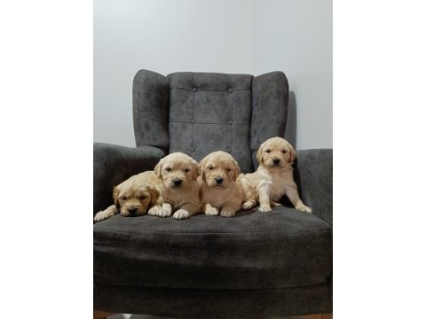Golden retriever cinsi yavru