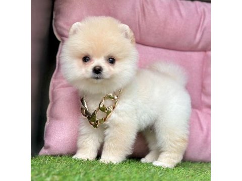 Sevimli pomeranian boo yavrularımız