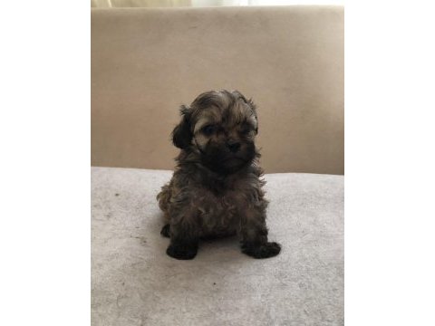 Mama karşılığı sahiplendirilecek shih tzu