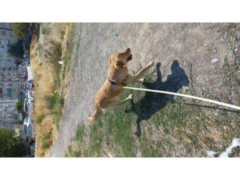 Golden retriever 5 aylık dişi erkek ikisi bir verilecek