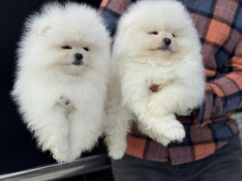 Safkan çok özel teddy face pomeranian yavrularımız