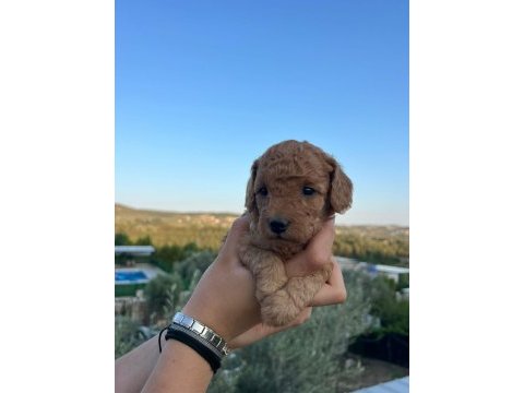 Mınyatür safkan saglık ve ırk garantılı toy poodle yavrular