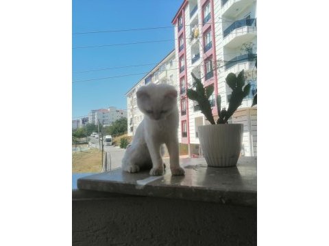 Uysal kedimiz şaziyee