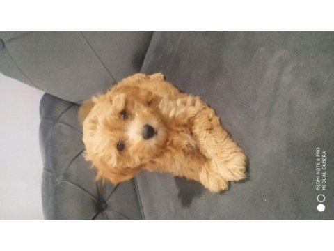A kalite maltipoo dişi