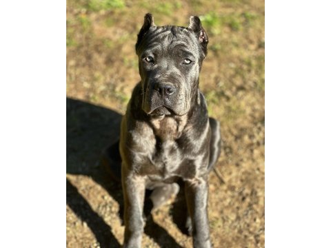 Profesyonel üretim çiftliğinden cane corso yavrular