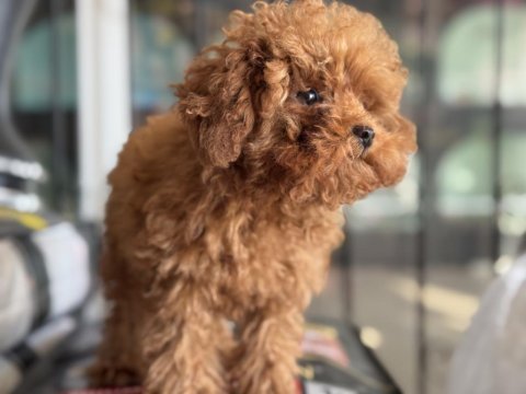 Pemode den 5 aylık 700 gr tea cup kore poodle yavrumuz