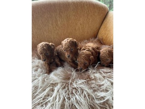 Toy poodle yavrular