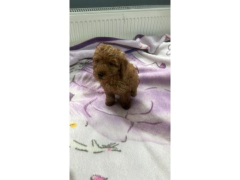 2 aylık poodle köpeği