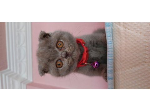 65 günlük scottish fold yavrular eğitimleri tam