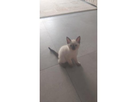 Siyam kedilerimi sahiplendireceğim