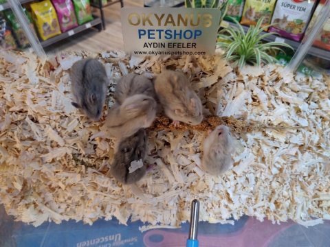 Okyanus petshop tan sağlıklı gonzales hamster bebekler