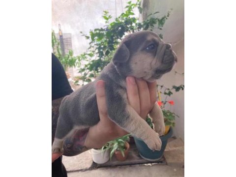 French bulldog bebekler için iletişim