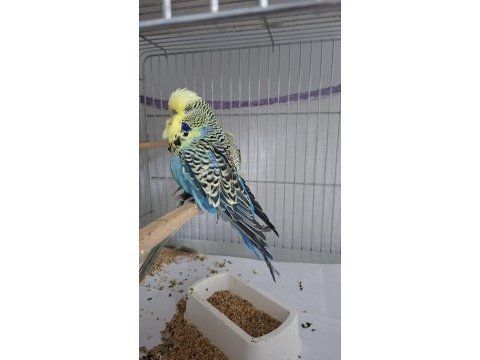 Show jumbo muhabbet kuşu