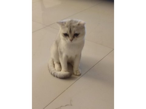 Acil scottish fold oğlum paşaya dişi aranıyor
