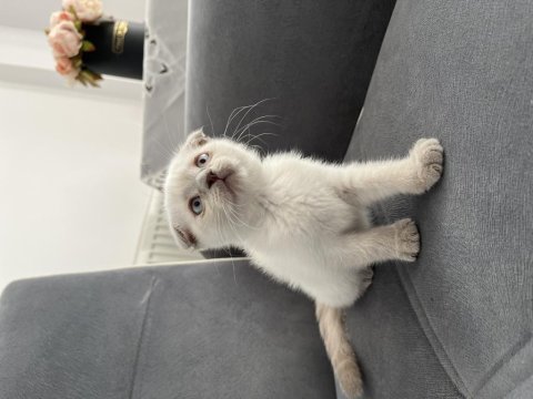 Lilac kan hattı scottish fold yavrular