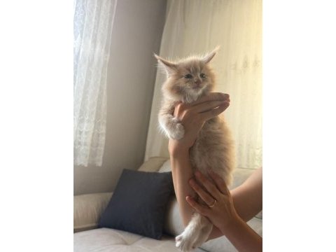 Evde yetişmiş şampiyon dedenin maine coon son torunu hazır