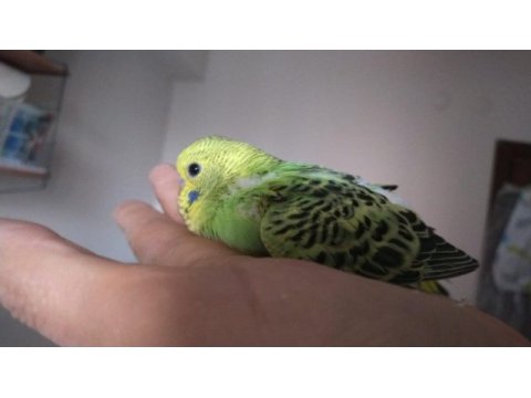 Jumbo yavru muhabbet kuşları