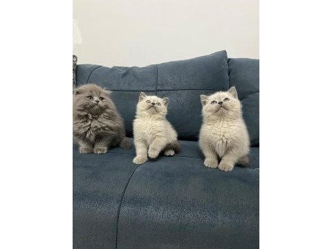 Minik patiler büyük aşk kediler