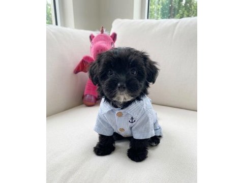 Teacup morkie