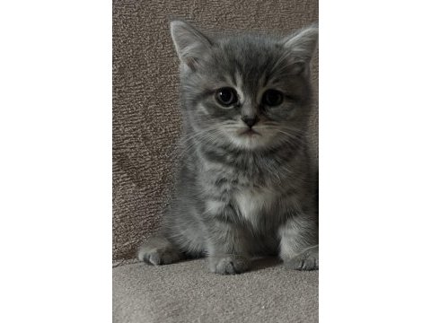 Tabby güzel british shorthair bebeğim