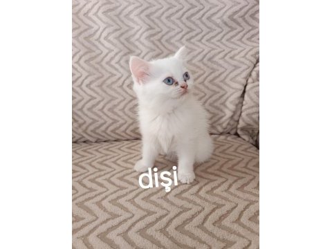Teslime hazır erkek dişi yavru kedilerimiz