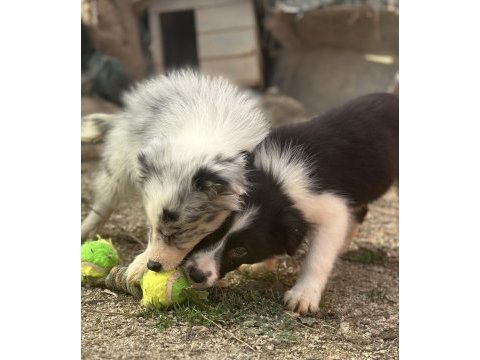 Ruhsatlı eğitim merkezinden border collie yavrular
