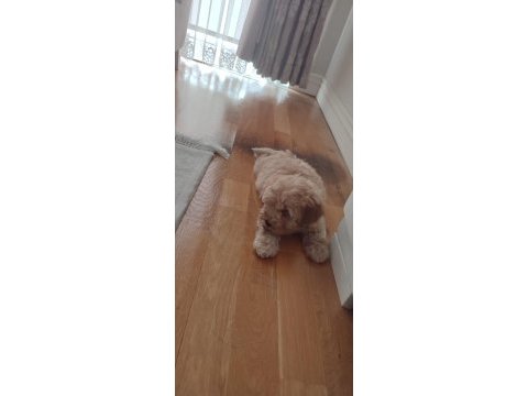 Çok sevimli erkek maltipoo