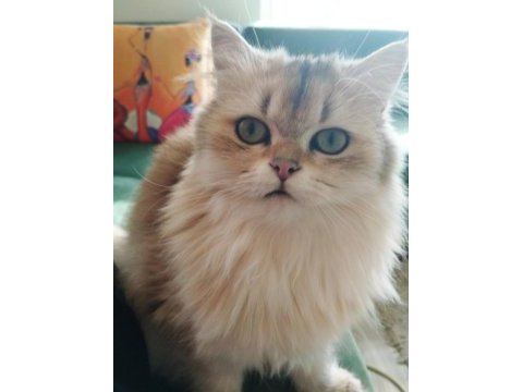 Ay12 golden blue british shorthair
