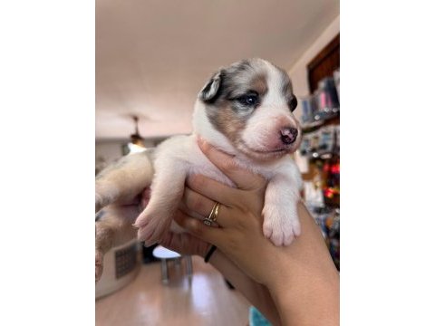 Tricolor merle border collie yavrularımız