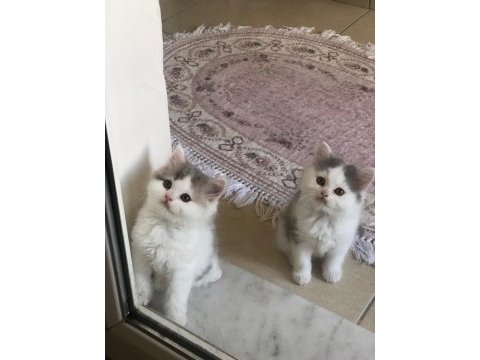 2 aylık british longhair ve british shorthair yavru