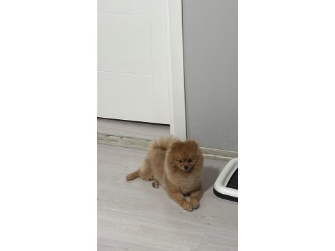 Pomeranian 3 yaşında erkek sahibinden