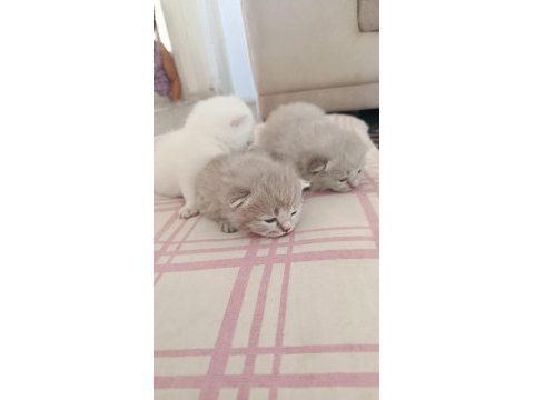 Yavru british shorthair