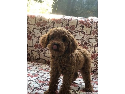 Toy poodle dişi yavru