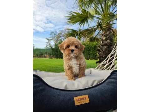 Mükemmel kalitede maltipoo bebeklerimiz