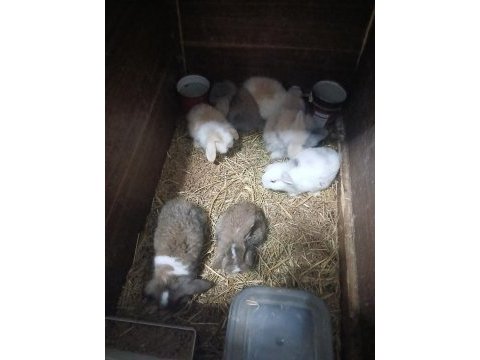 Bursa lop tavşanı yavrular