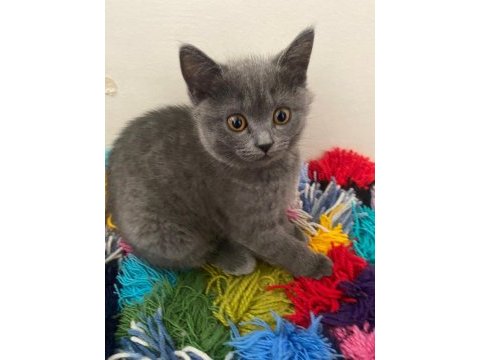 Orjinal british shorthair yavrular