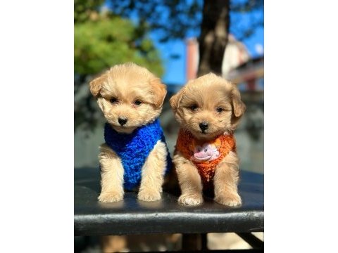 Irk garantili maltipoo yavrular