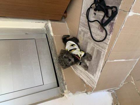 2 buçuk aylık eğitimli terrier köpeği