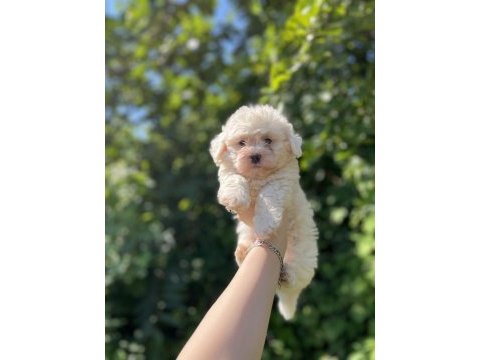 Erkek dişi mevcut köpekler