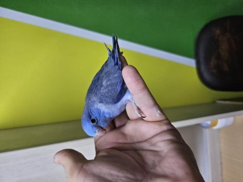 Yeme yeni düşmüş ve düşecek dişi forpus bebekler