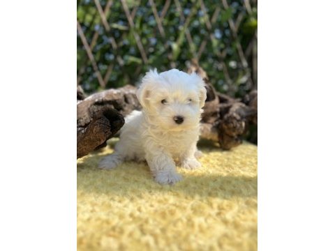 Kar beyaz maltese terrier yavrular