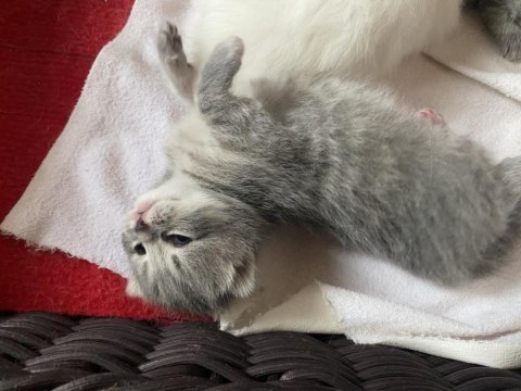 Orjinal saf kan british yavrularımız yeni evlerini arıyor