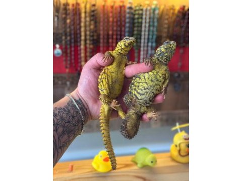 Uromastyx geyri - uromastyx dispar flavifasciata