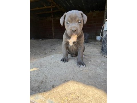 Blue cane corso yavrular ırk sağlık garantili