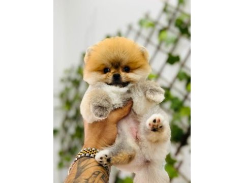 Federasyon kayıtlı orjinal pomeranian boo