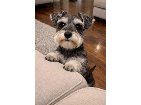 Schnauzer miniature yavrular