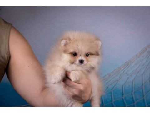Pomeranian spitz