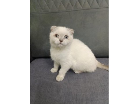 Tatlı scottish fold yavrular yeni yuva bekliyorlar