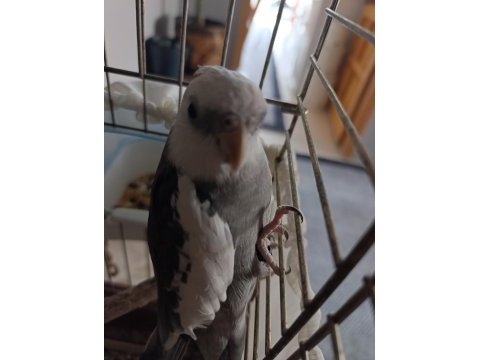 Erkek white sultan papağanı