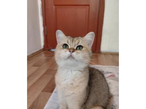 British golden kızımız